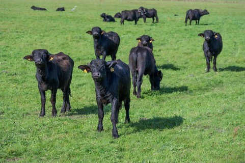 Young water buffaloes (Bubalus arnee) in the willow, Darß, Mecklenburg-Western Pomerania, Germany