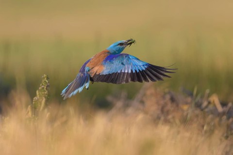 Blue racke (Coracias garrulus), flying in a meadow landscape with an insect in its beak, Kiskunság