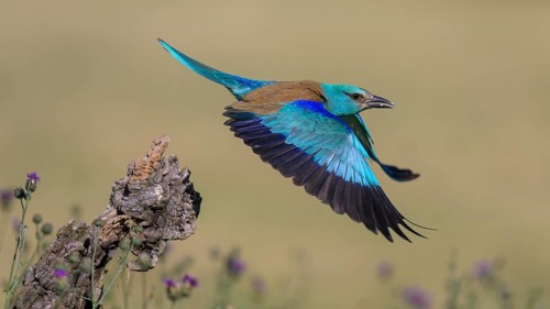 Blue racke (Coracias garrulus), starting from sitting room in a flower meadow with insect in its