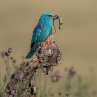 Blue racquet (Coracias garrulus) sitting in a flower meadow with captured sand lizard (Lacerta