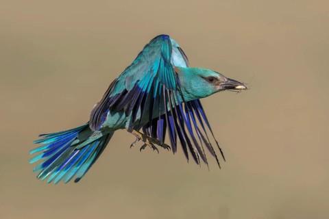 Blue racke (Coracias garrulus), flying with insect in its beak, Kiskunság National Park, Hungary
