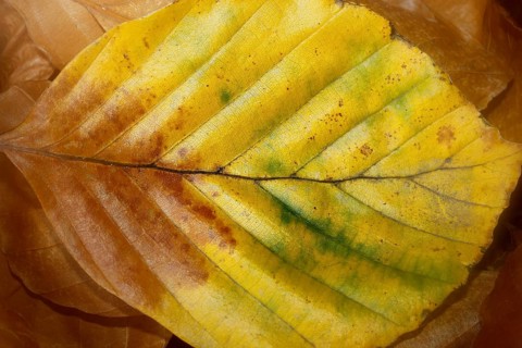 Beech (Fagus) leaves, close-up, alienation, in autumn, North Rhine-Westphalia, Germany