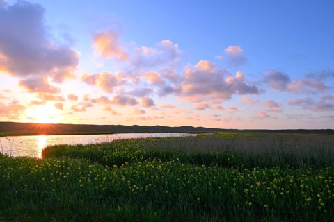 Blooming marsh iris (Iris peudacorus) in the wetland in dune landscape, Texel, North Holland, the