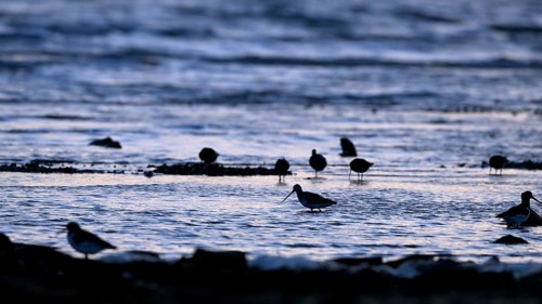 Pod-tailed woodcock (Limosa lapponica) in backlight on the beach, Texel, North Holland, the