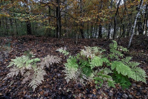 Royal fern (Osmunda regalis) in autumn leaves, Emsland, Lower Saxony, Germany