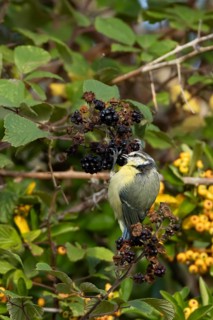 Blue tit (Cyanistes caeruleus) adult bird in a hedgerow feeding on blackberries in summer, England,