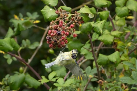 Blue tit (Cyanistes caeruleus) adult bird in a hedgerow on blackberries in summer, England, United