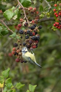 Blue tit (Cyanistes caeruleus) adult bird in a hedgerow feeding on blackberries in summer, England,