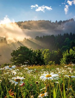 A sunlit meadow with daisies against a forest backdrop under a blue sky, Late summer country