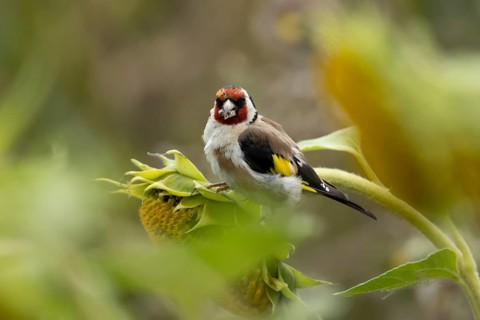 European goldfinch (Carduelis carduelis) adult bird feeding on a sunflower seed in a field of