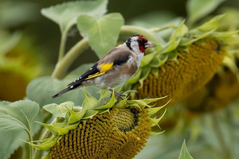 European goldfinch (Carduelis carduelis) adult bird on a sunflower seedhead in a field of