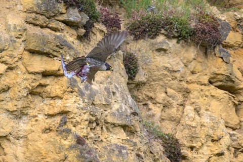 Peregrine falcon (Falco peregrinus), adult female flying with prey in front of picturesque rocky
