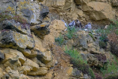 Peregrine falcon (Falco peregrinus), adult female in her habitat feeding nestlings in picturesque