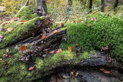 Helmlinge (Mycena), Emsland, Lower Saxony, Germany
