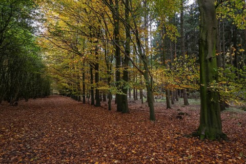 Beech forest (Fagus sylvatica) in autumn leaves, Emsland, Lower Saxony, Germany