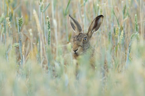 European brown hare (Lepus europaeus) adult animal in a farmland wheat field in summer, England,