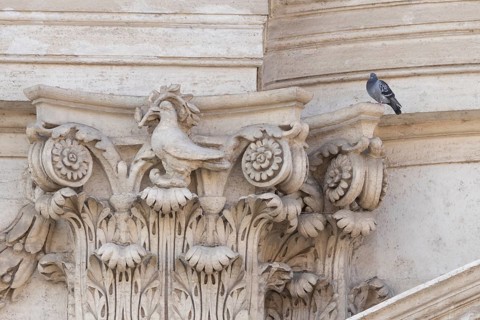 Feral dove (Columba livia) adult bird on a building with a peace dove bird sculture in the city of