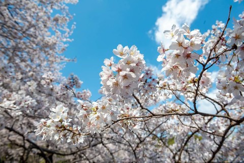 Cherry tree blossoms in spring, Yoyogi Park, Hanami Festival, Shibuya Ward, Shibuya District,