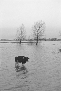 Cow standing in water, Elbe flood, Bleckede, Lower Saxony, Germany, February 07, 1995, vintage,