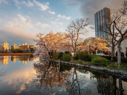 Skyscrapers reflected in lake at sunset, Shinobazu pond, lakeside cherry blossoms in spring, Hanami