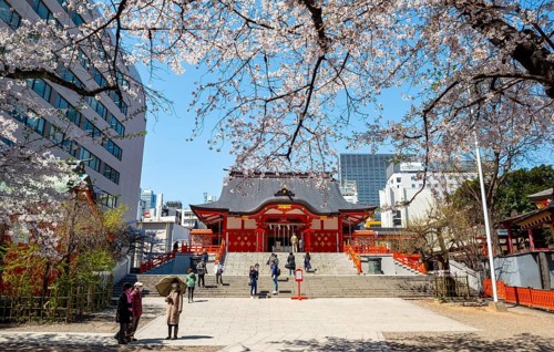 Shinto Shrine main building, Hanazono Shrine, cherry trees blooming in spring, Shinjuku City, Tokyo