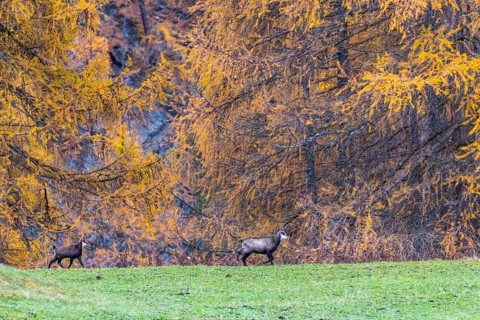Chamois (Rupicapra rupicapra) in front of yellow larches (Larix), autumn, Zernez, Engadin,