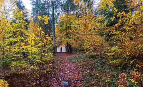 Deciduous trees, colorful autumn forest with counter chapel, Sankt Lorenz, Mondseeland,