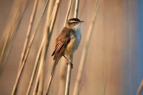 Reed warbler, (Acrocephalus schoenobaenus) singing in reeds, Schleswig-Holstein, Germany