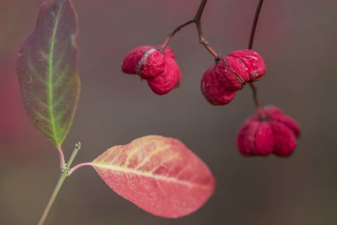 Common spindle bush (Euonymus europaeus), fruits, Emsland, Lower Saxony, Germany