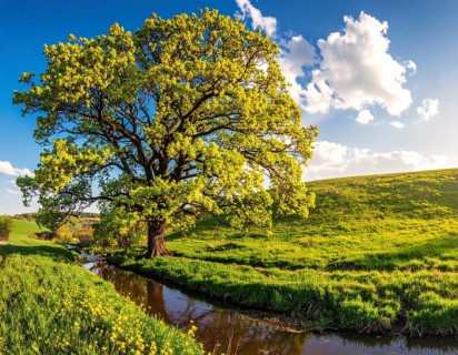 A serene landscape featuring a large tree by a stream at sunset with vibrant green grass and