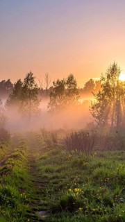 A misty field at sunrise with soft light illuminating trees and greenery, creating a serene