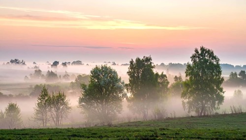 A misty field at sunrise with soft light illuminating trees and greenery, creating a serene