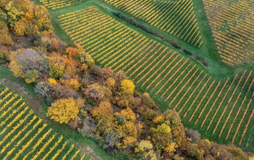 Aerial view, typical landscape in autumn with vineyards, South Styrian hills, South Styrian wine