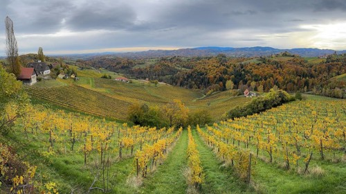 Typical landscape in autumn with vineyards, South Styrian hills, South Styrian wine route, Styria,