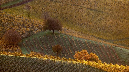 Sunrise, typical landscape in autumn with vineyards, South Styrian hills, South Styrian wine route,