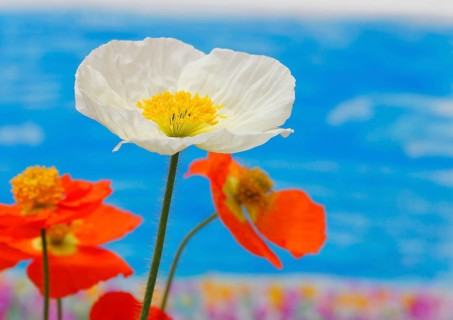 Icelandic poppy (Papaver nudicaule), flowers in the studio, painted background, North