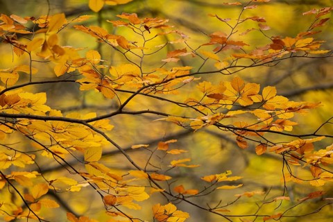 Yellow-brown colored beech leaves, autumn, Stuttgart, Germany