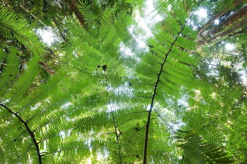 The impressive royal fern Angiopteris evecta in the tropical rainforest of Queensland Australia