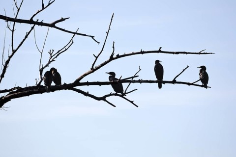 Cormorants (Phalacrocoracidae) sit on the branches of a dead tree, Drake, Lower Middle Rhine