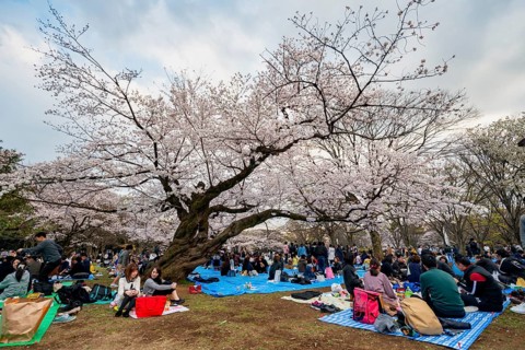 Japanese people picnicking under cherry blossoms in Yoyogi Park, Hanami Festival, Shibuya District,