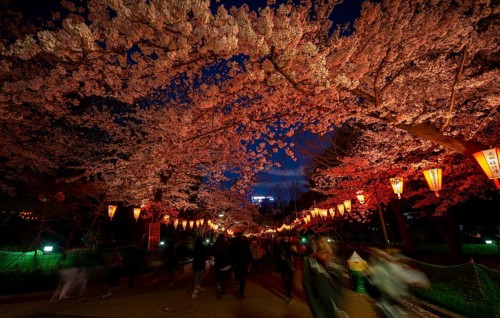 People walking through the park, blooming cherry trees and illuminated lanterns with Japanese