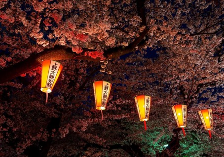 Blooming cherry trees and illuminated lanterns with Japanese lettering in the evening, blue hour,
