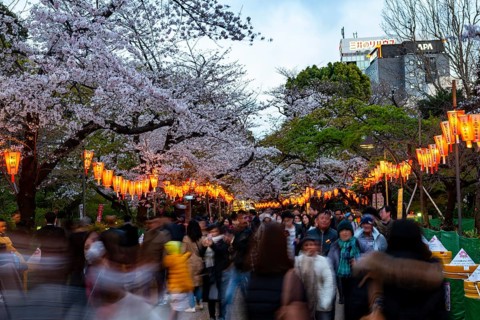 People walking through the park, blooming cherry trees and illuminated lanterns with Japanese