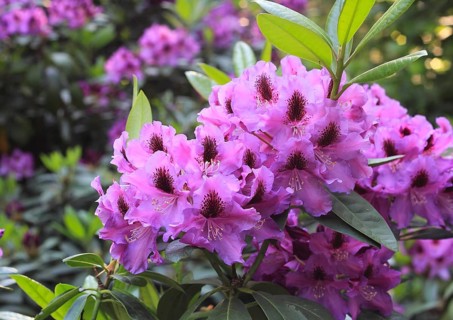 Rhododendron flowers (Rhododendron), with beautiful bokeh, North Rhine-Westphalia, Germany