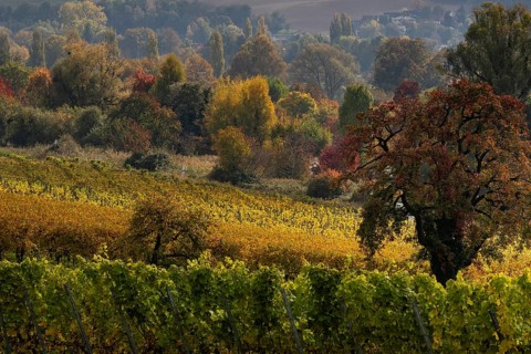 Vineyards in autumn, Uhldingen-Mühlhofen am Lake Constance, Baden-Württemberg, Germany