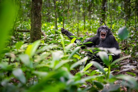Aggression, chimpanzee (Pan Troglodytes) baring teeth, adult male between leaves in jungle, Kibale