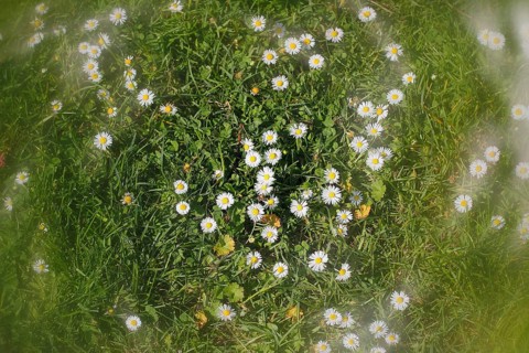 Daisy (Bellis perennis) seen from above in a meadow with alienation, North Rhine-Westphalia,