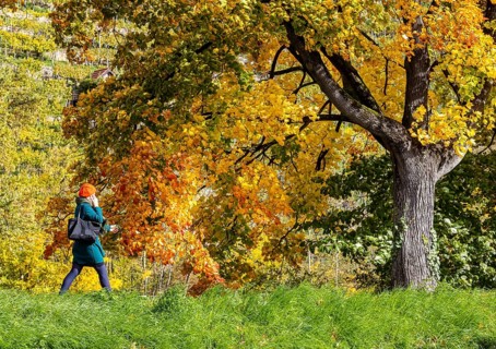Autumn on the Neckar in Stuttgart-Münster. A tree with brightly colored leaves. The landscape in
