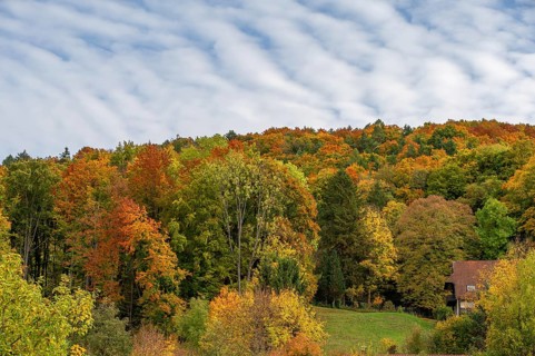 Herbstlicher Mischwald, Egloffstein, Franconian Switzerland, Upper Franconia, Bavaria, Germany