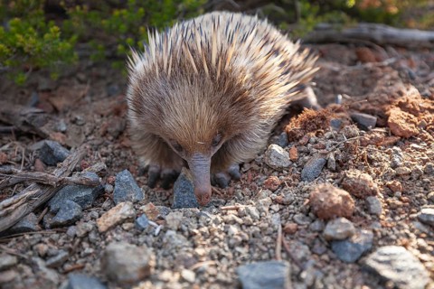 An echidna searches for food and rummages through the ground along the path at sunset. Warm light